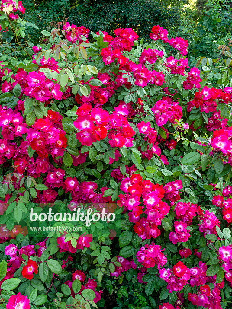461064 - Rose (Rosa Till Uhlenspiegel)