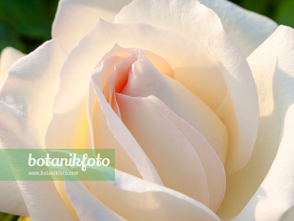 438250 - Rose (Rosa Tschaikowsky)