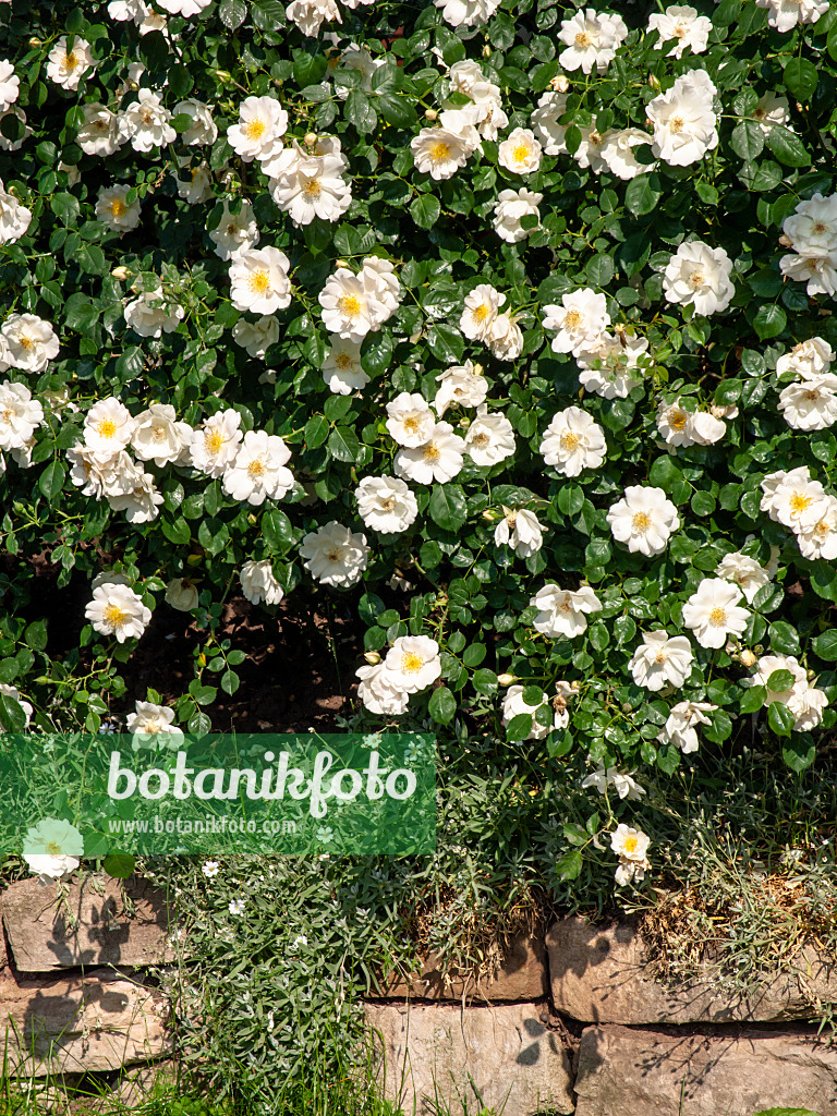 461048 - Rose (Rosa Una)