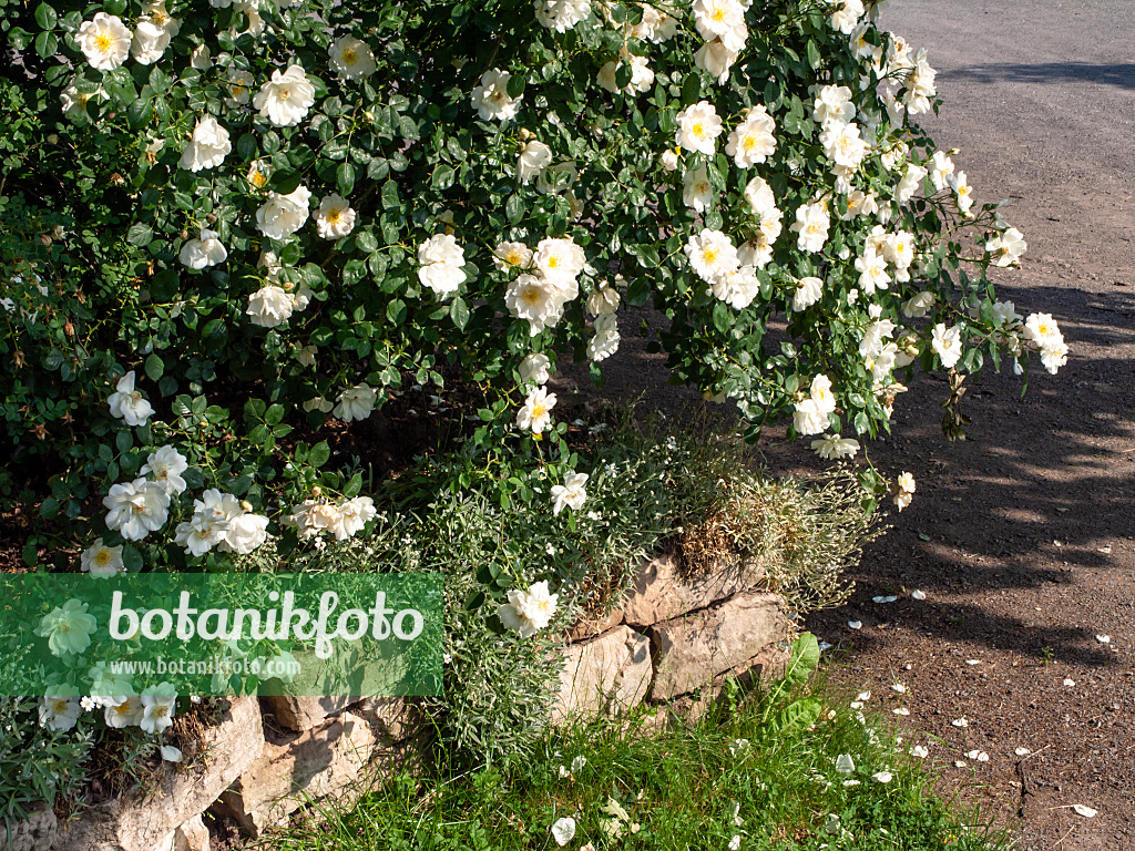 461049 - Rose (Rosa Una)