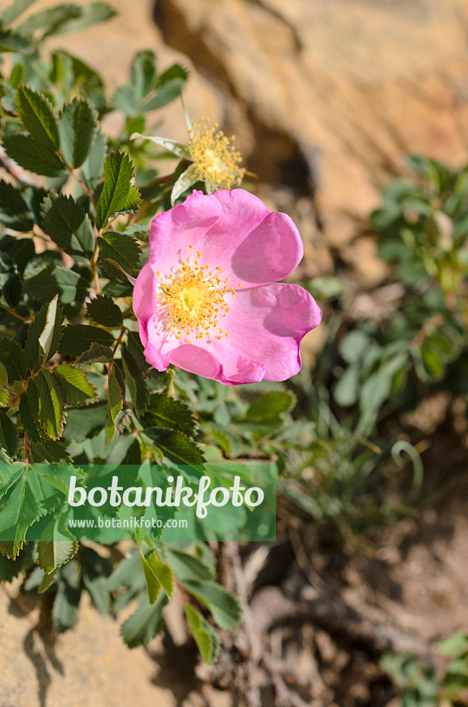 508383 - Rose (Rosa woodsii)