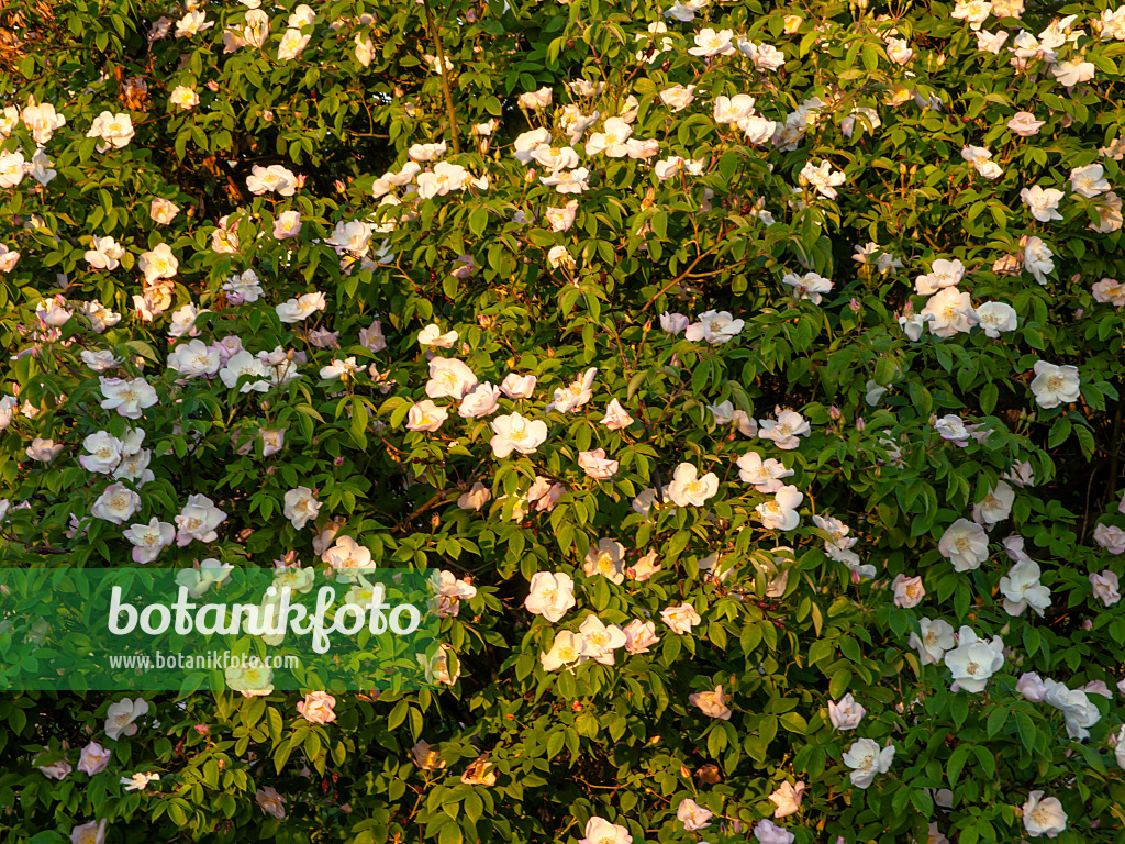438231 - Rose (Rosa x dupontii)