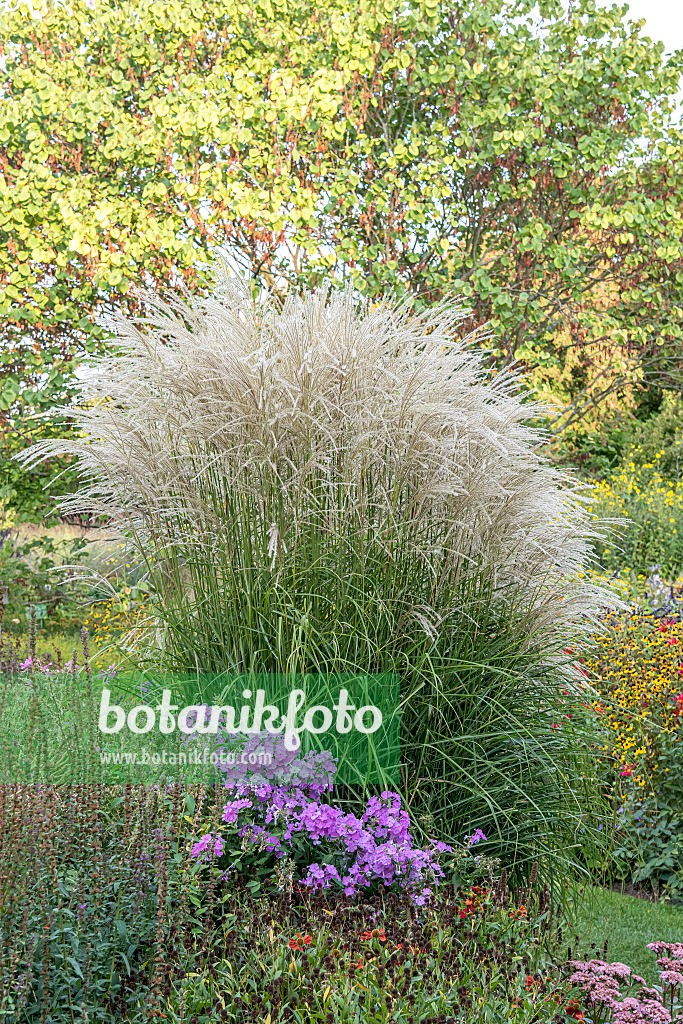 638170 - Roseau de Chine (Miscanthus sinensis 'Undine')