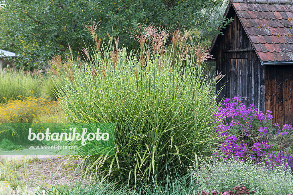 675262 - Roseau de Chine (Miscanthus sinensis 'Zebrinus')