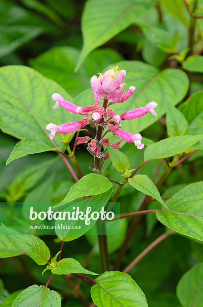 534380 - Roseleaf sage (Salvia involucrata)