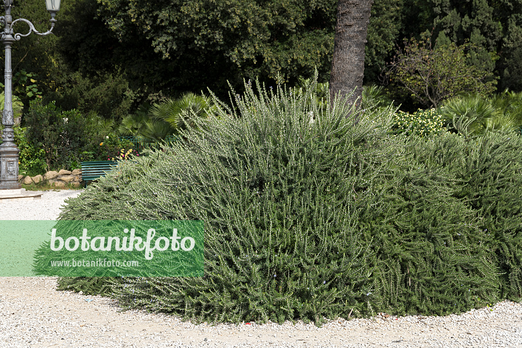 625355 - Rosemary (Rosmarinus officinalis 'Prostratus')