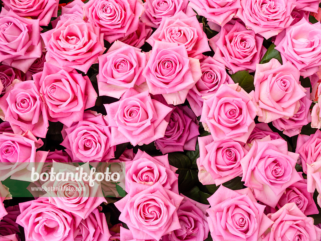426179 - Rosen (Rosa)