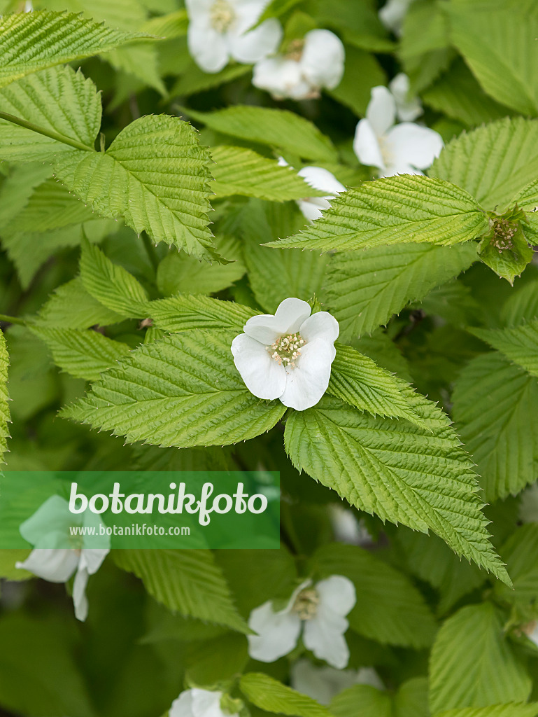 651482 - Rosenkerrie (Rhodotypos scandens)