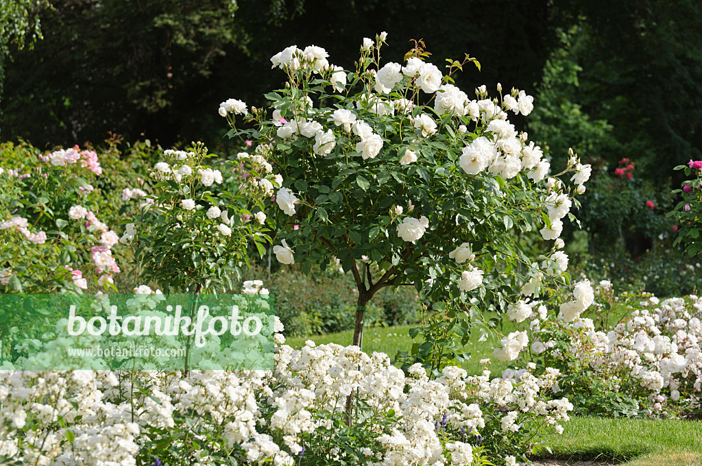 485116 - Roseraie avec des rosiers blancs