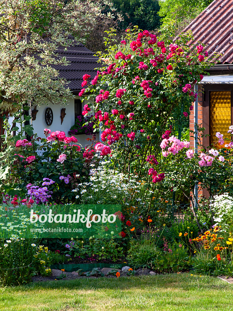461081 - Roses and perennial border in an allotment garden