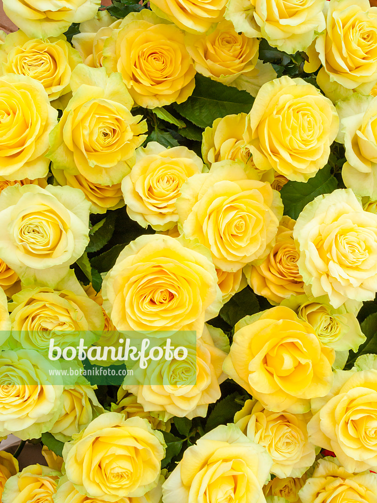 426178 - Roses (Rosa)