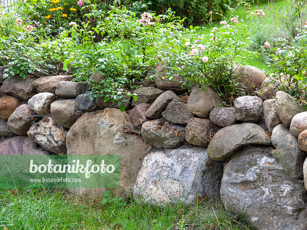 474518 - Roses (Rosa) a a cobblestone wall