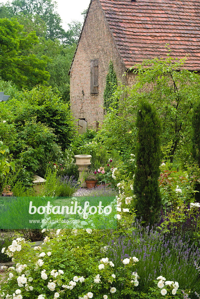 672038 - Roses (Rosa) and lavenders (Lavandula) in a cottage garden in front of an old barn