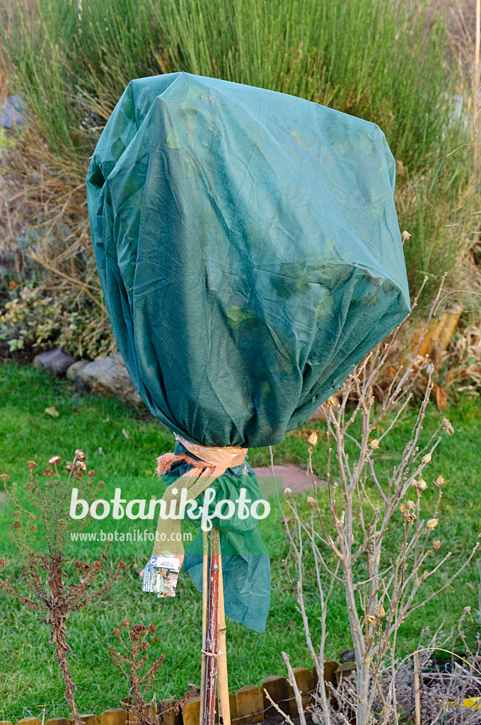 467059 - Rosier à tige avec protection hivernale