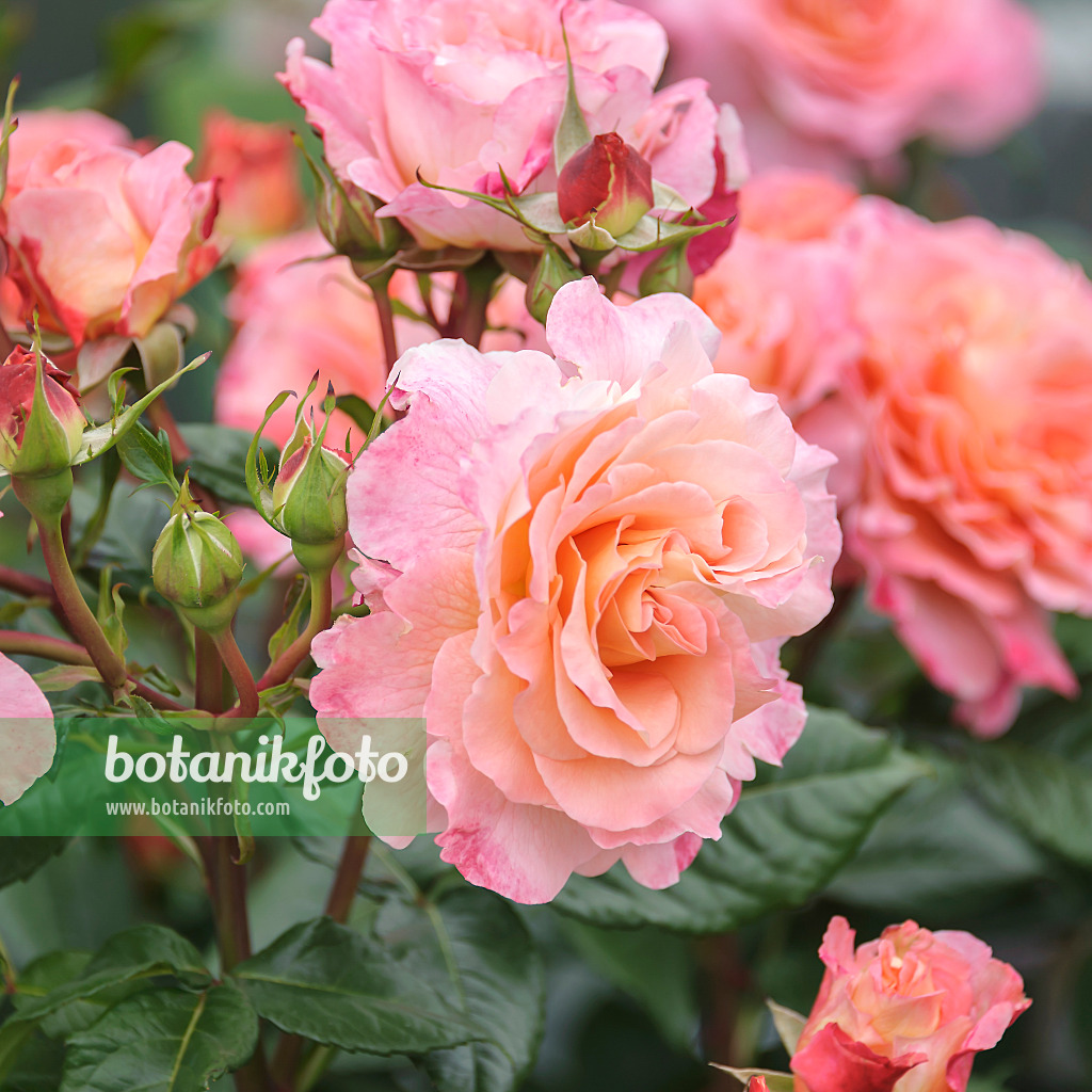 558240 - Rosier arbustif (Rosa Augusta Luise)