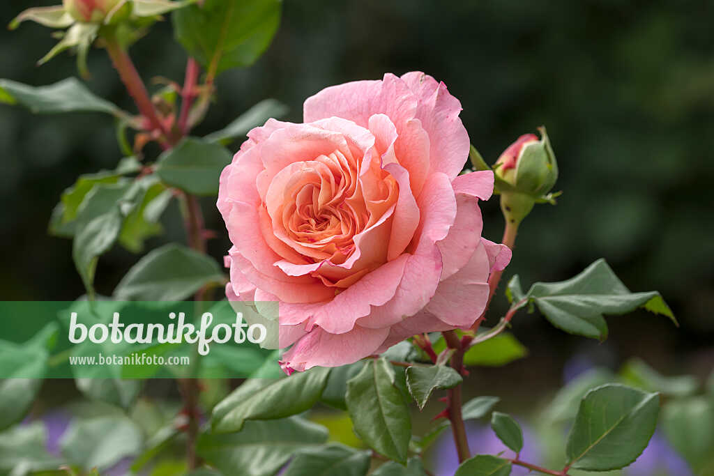 675346 - Rosier arbustif (Rosa Augusta Luise)