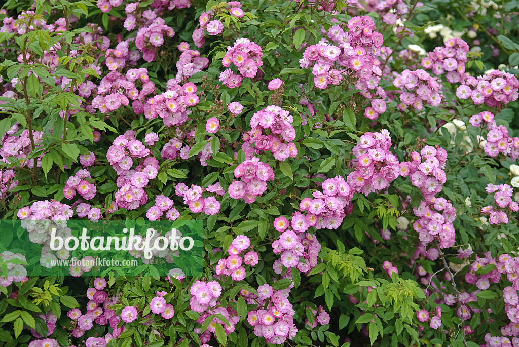490151 - Rosier arbustif (Rosa Dentelle de Bruxelles syn. Rosa Lenkivi)