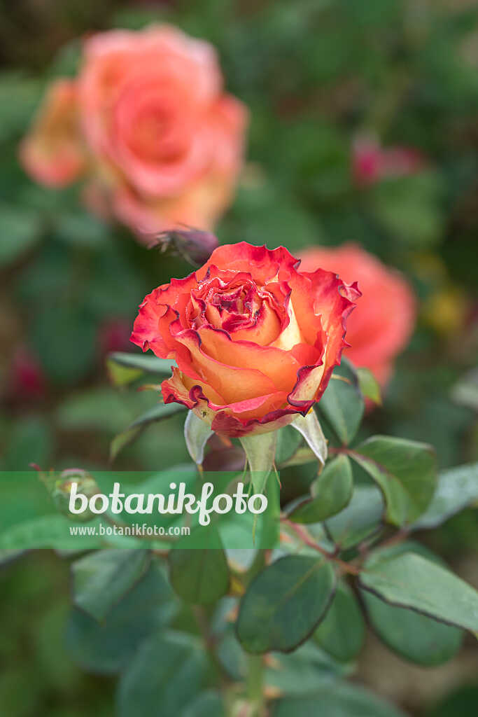 675348 - Rosier arbustif (Rosa Elisabeth von Thüringen)