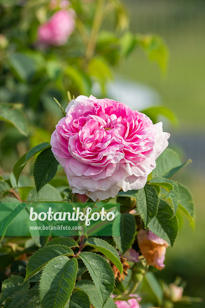 651489 - Rosier arbustif (Rosa Königin von Dänemark)