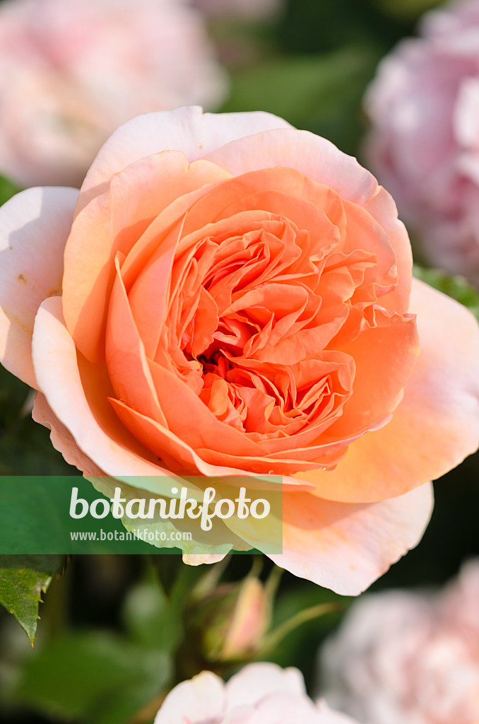 521360 - Rosier arbustif (Rosa Music Hall)