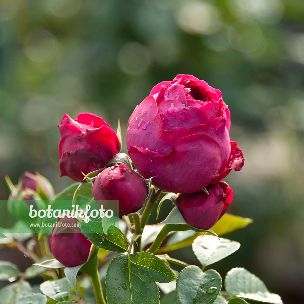 517418 - Rosier arbustif (Rosa Red Eden Rose)