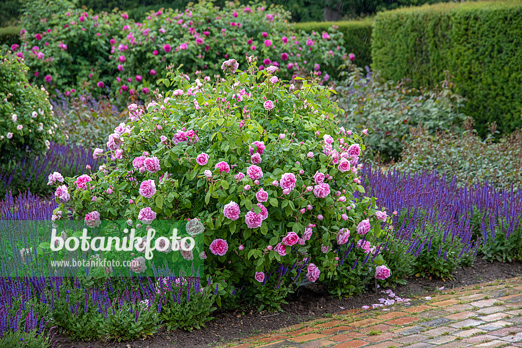 616334 - Rosier de Portland (Rosa Comte de Chambord)