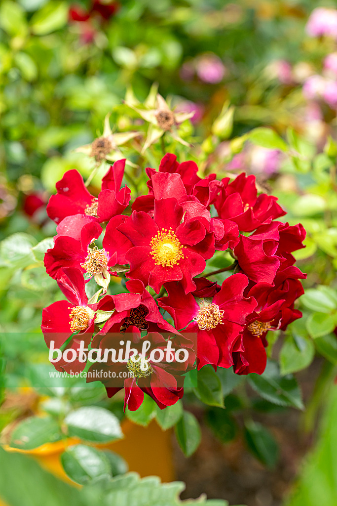 616330 - Rosier florifère (Rosa Bienenweide Rot)