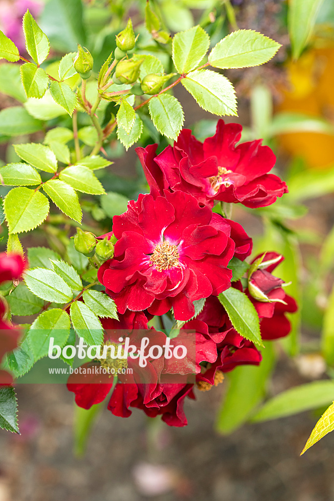 616331 - Rosier florifère (Rosa Bienenweide Rot)