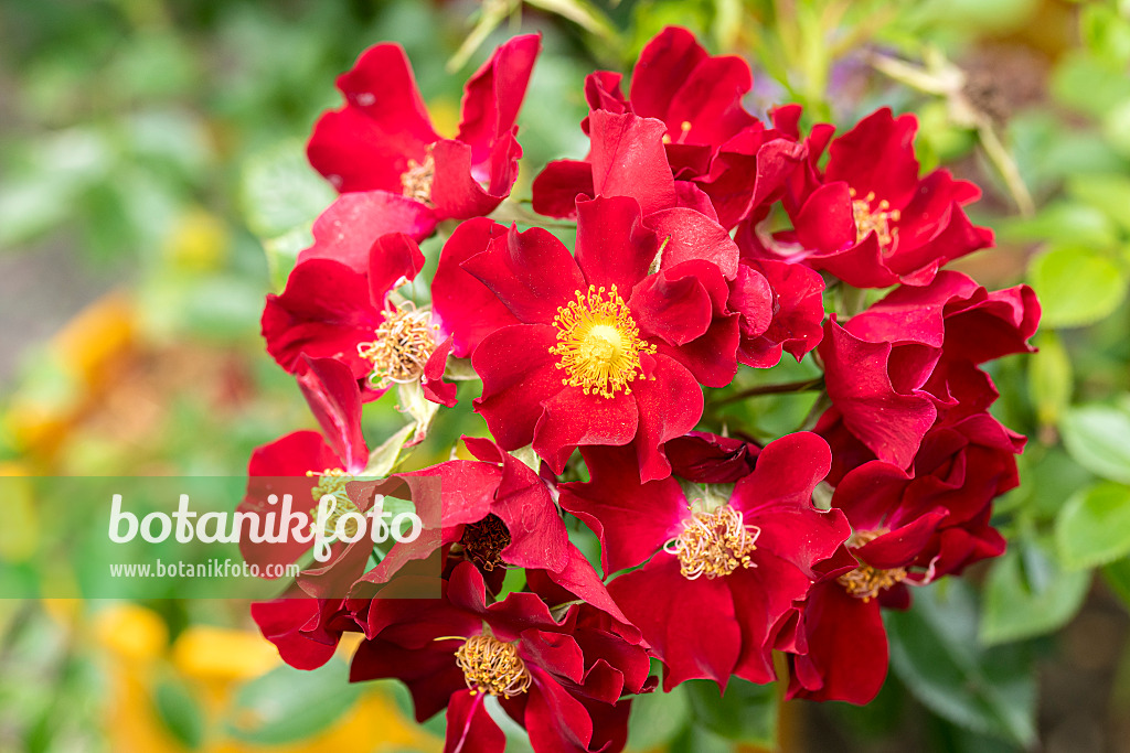 616332 - Rosier florifère (Rosa Bienenweide Rot)