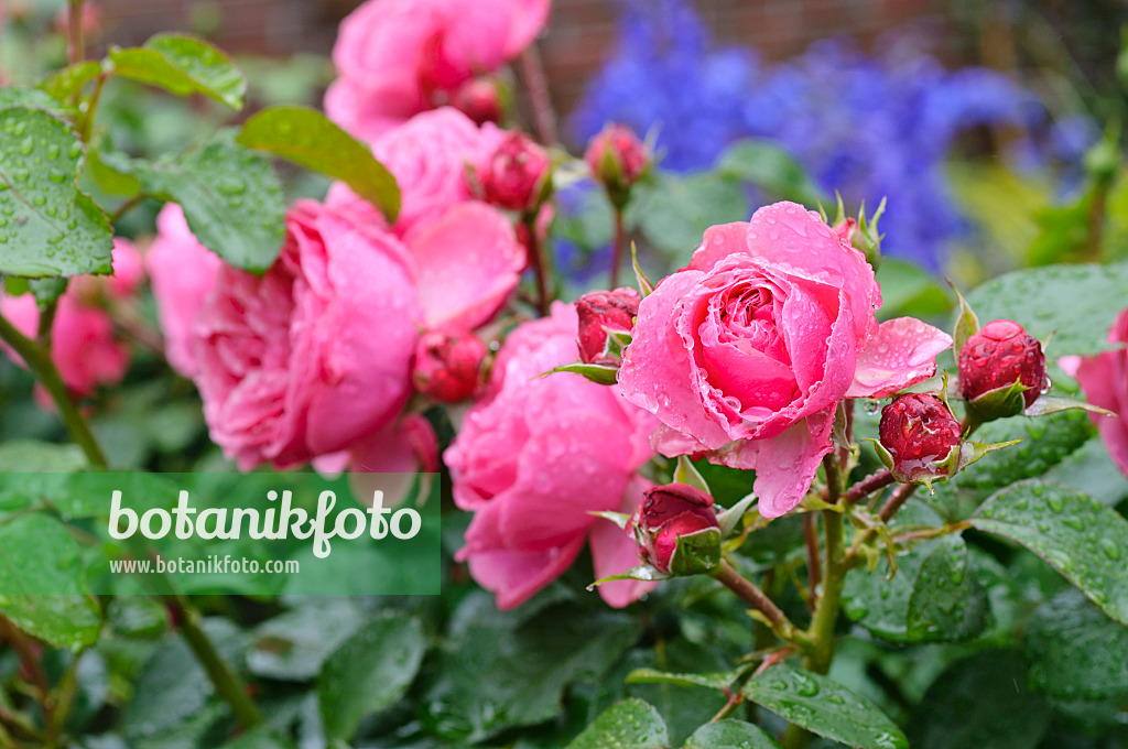 473137 - Rosier florifère (Rosa Leonardo da Vinci)