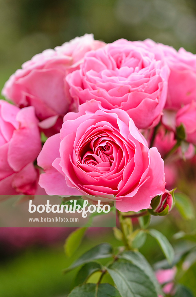 521362 - Rosier florifère (Rosa Leonardo da Vinci)