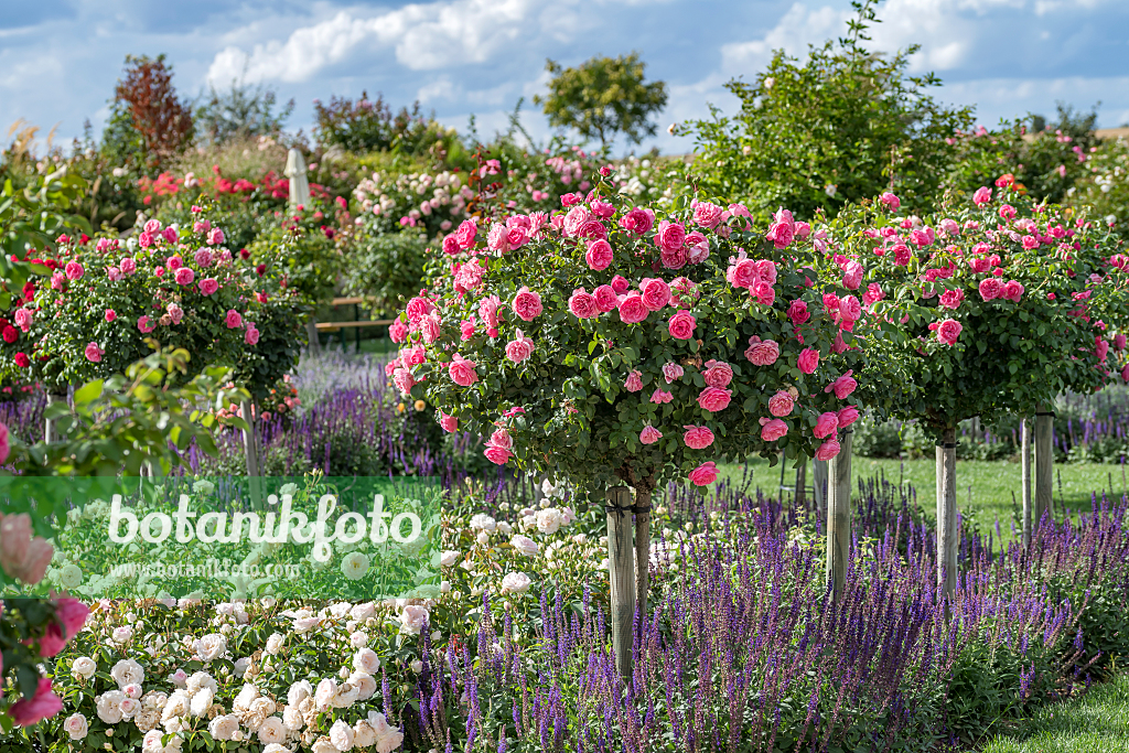 664402 - Rosier florifère (Rosa Leonardo da Vinci)