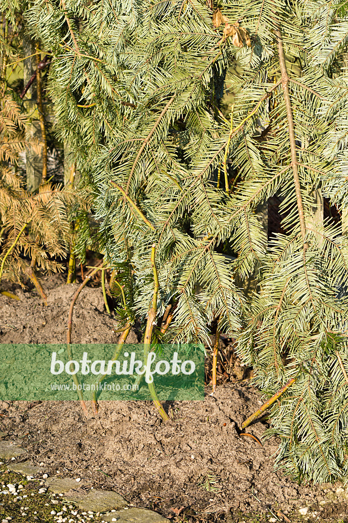 518097 - Rosier grimpant avec couverture de branches pour la protection hivernale