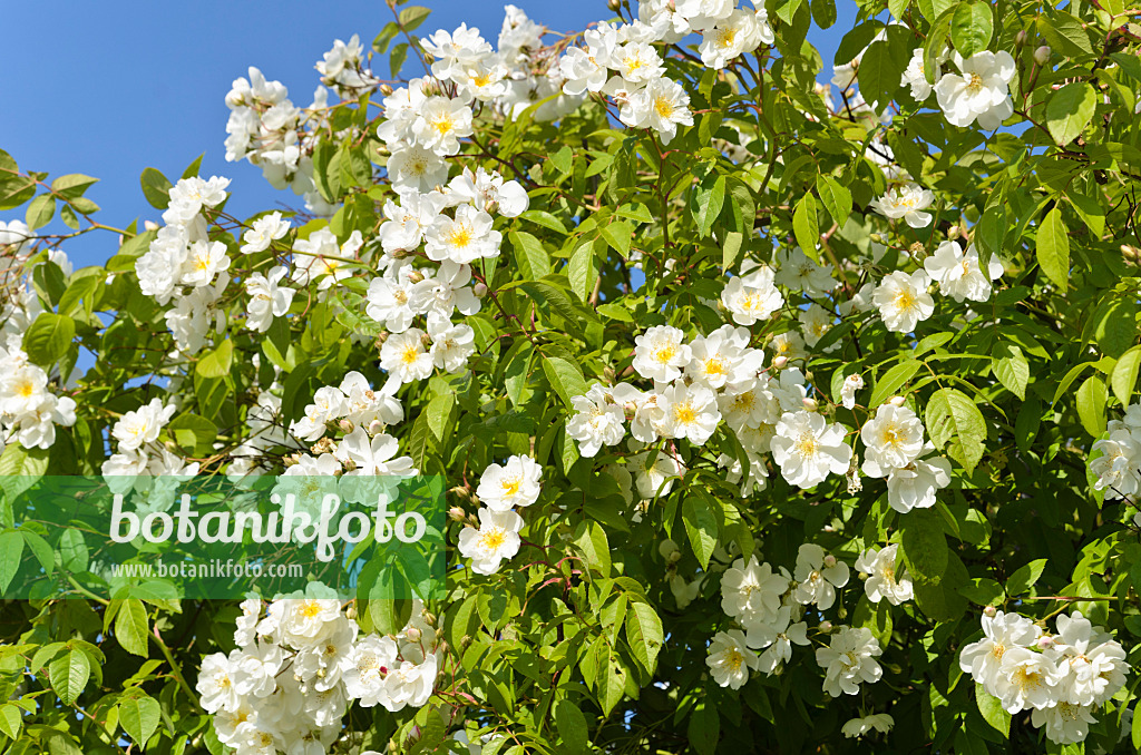 497224 - Rosier grimpant (Rosa Bobby James)