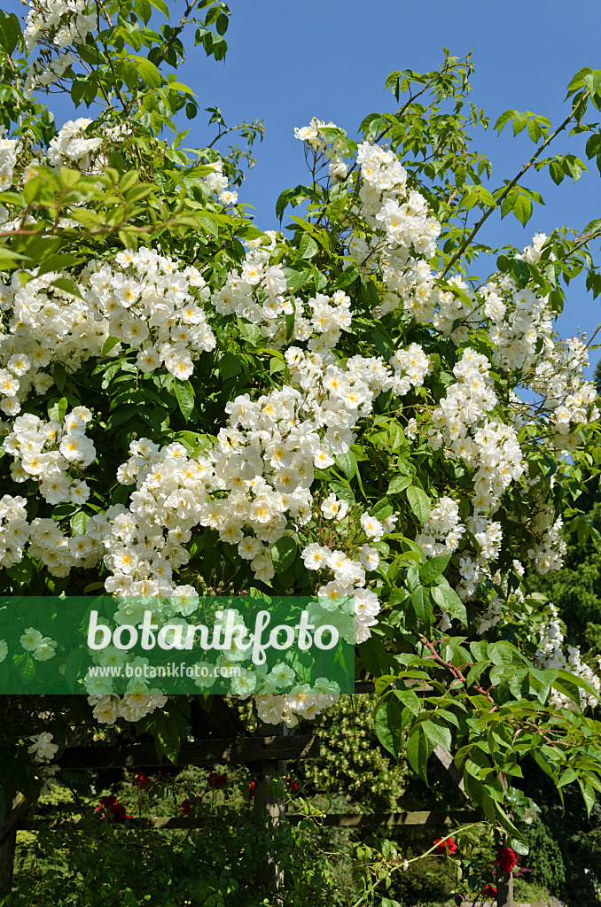 521121 - Rosier grimpant (Rosa Bobby James)