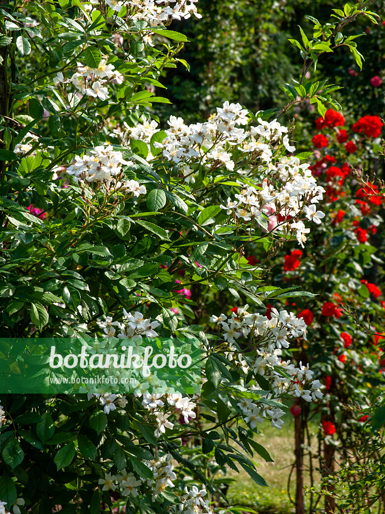 461043 - Rosier grimpant (Rosa Ceské Prci Cest)