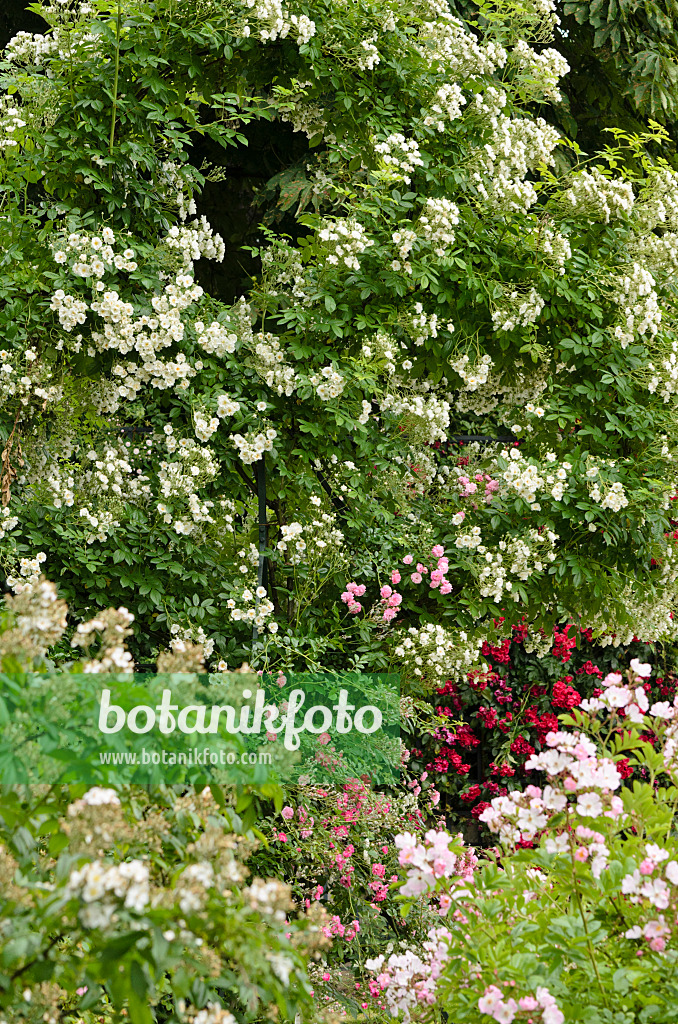 521401 - Rosier grimpant (Rosa Lykkefund)