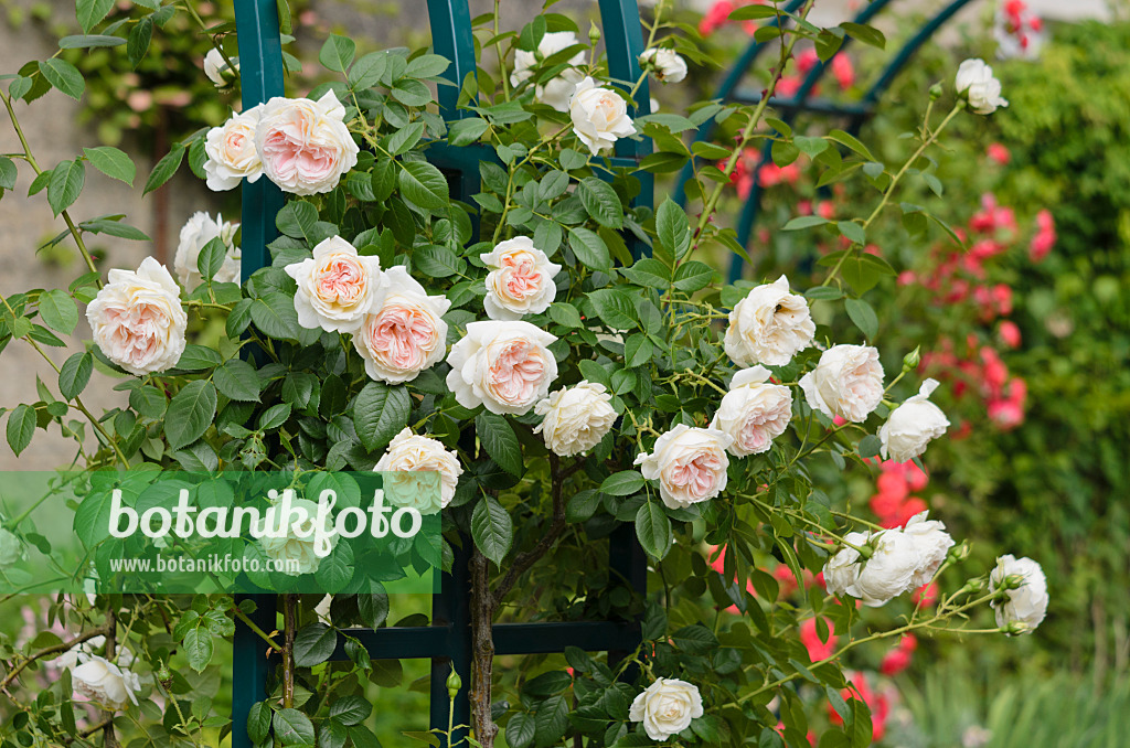 521231 - Rosier grimpant (Rosa Mon Jardin et Ma Maison)