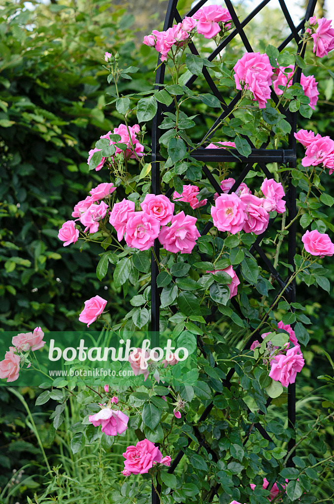 521293 - Rosier grimpant (Rosa Morning Jewel)