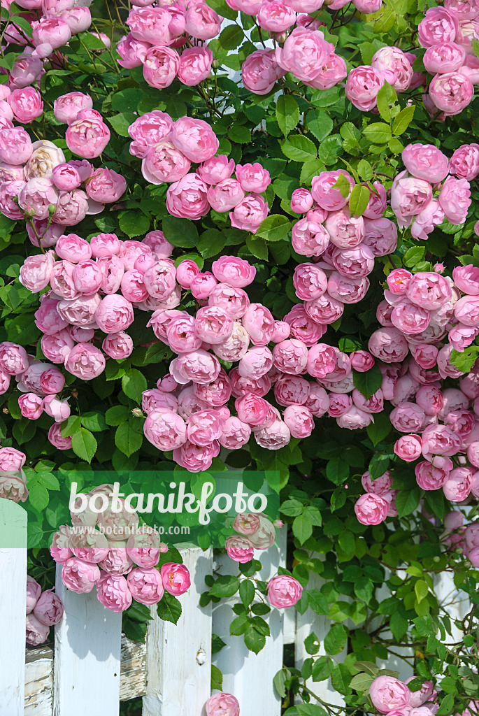 517415 - Rosier grimpant (Rosa Raubritter)