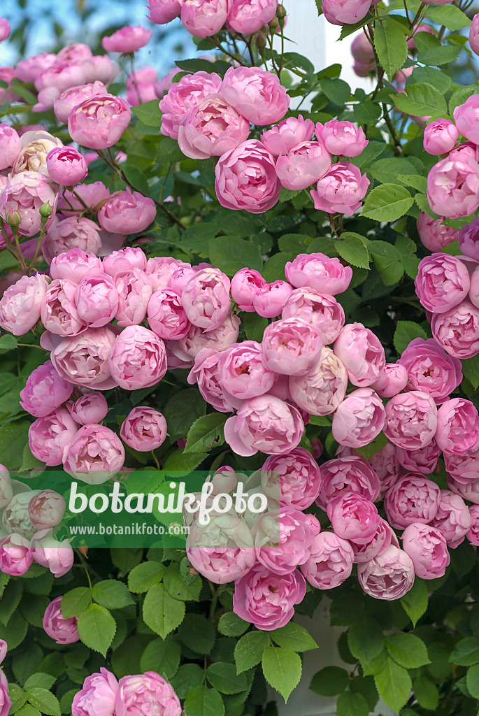 517417 - Rosier grimpant (Rosa Raubritter)