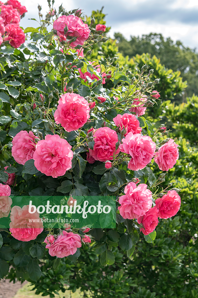 664405 - Rosier grimpant (Rosa Rosarium Uetersen)