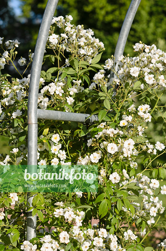 521295 - Rosier grimpant (Rosa Seagull)
