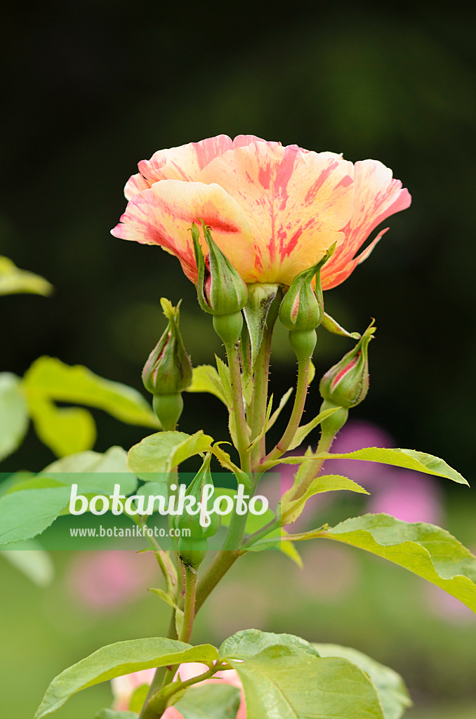 521220 - Rosier grimpant (Rosa Sorbet Fruité)