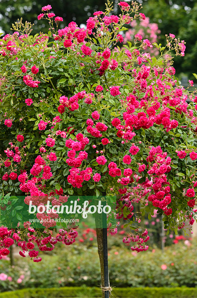 521400 - Rosier grimpant (Rosa Super Excelsa)