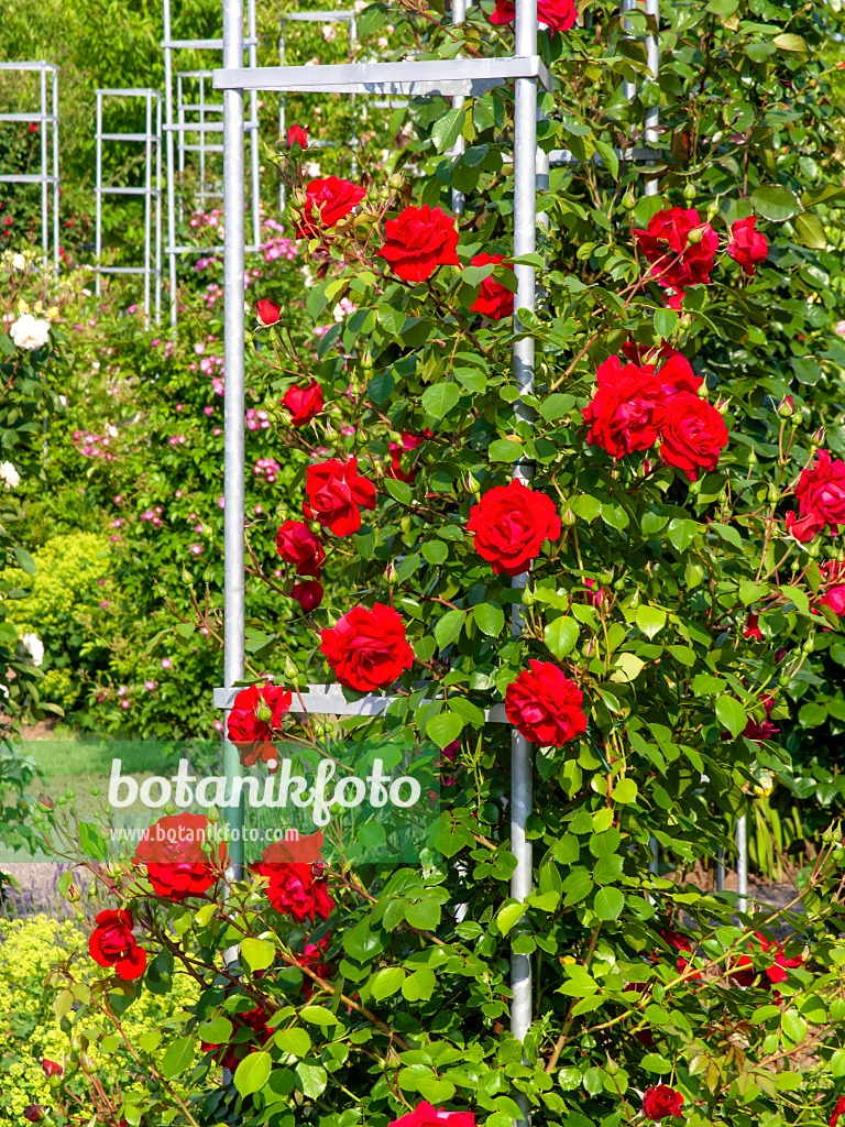 461055 - Rosier grimpant (Rosa The Prince's Trust)