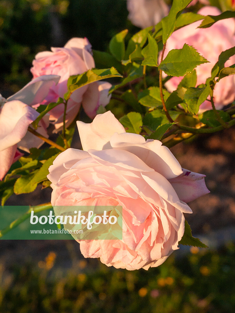 401292 - Rosier hybride de thé (Rosa x odorata 'Niszr')