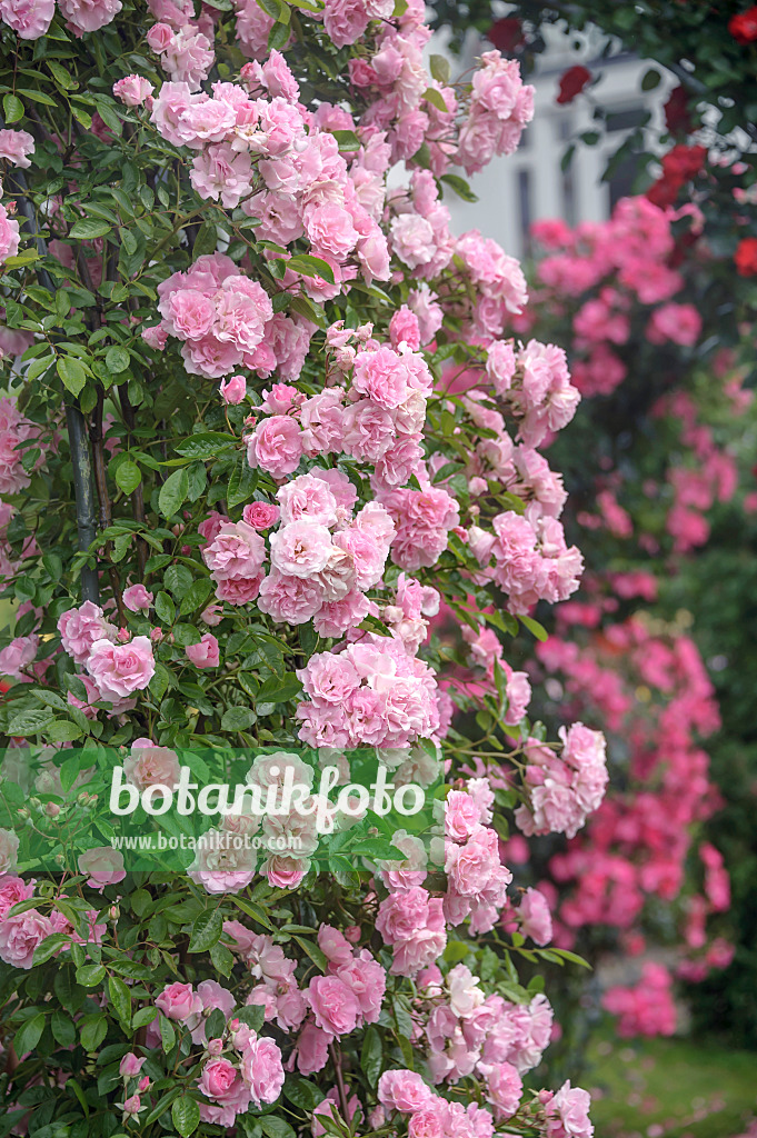 547282 - Rosier multiflore (Rosa Tausendschön)