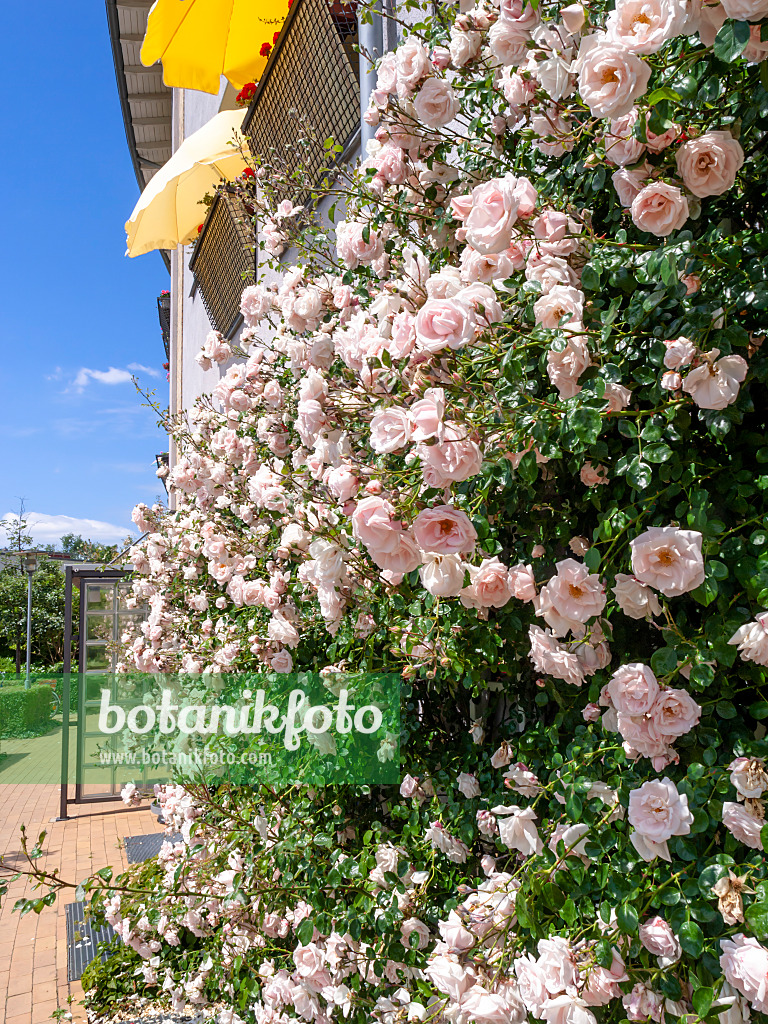 426185 - Rosier (Rosa)