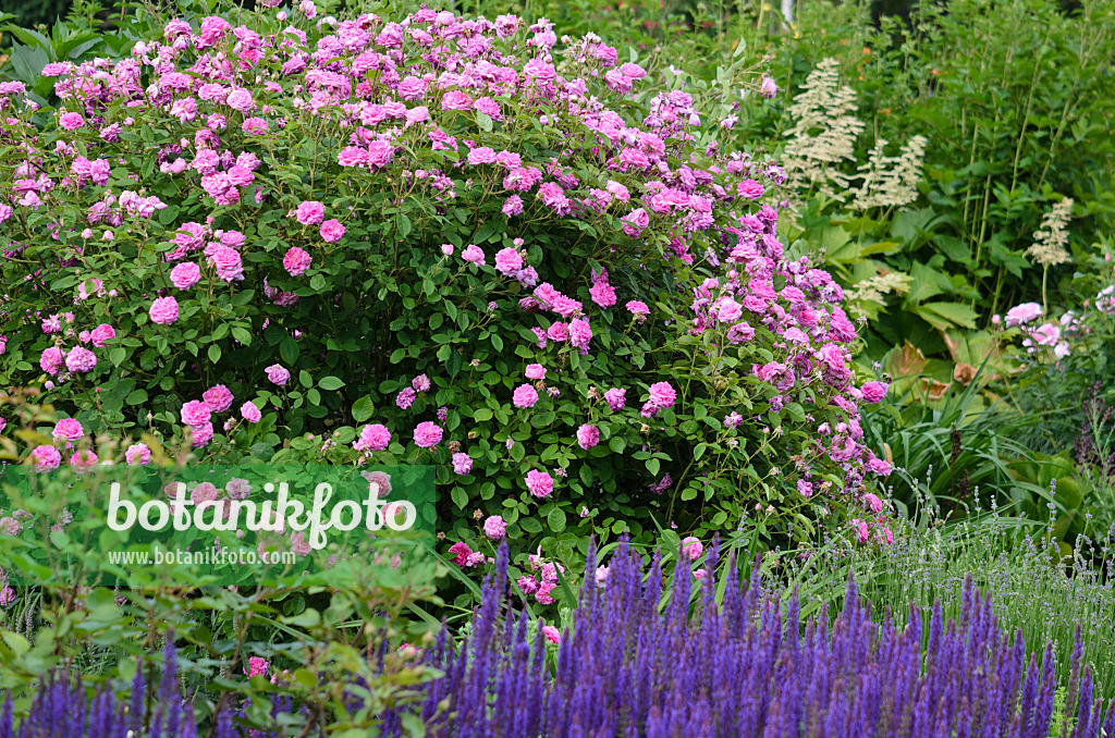 521290 - Rosier (Rosa)